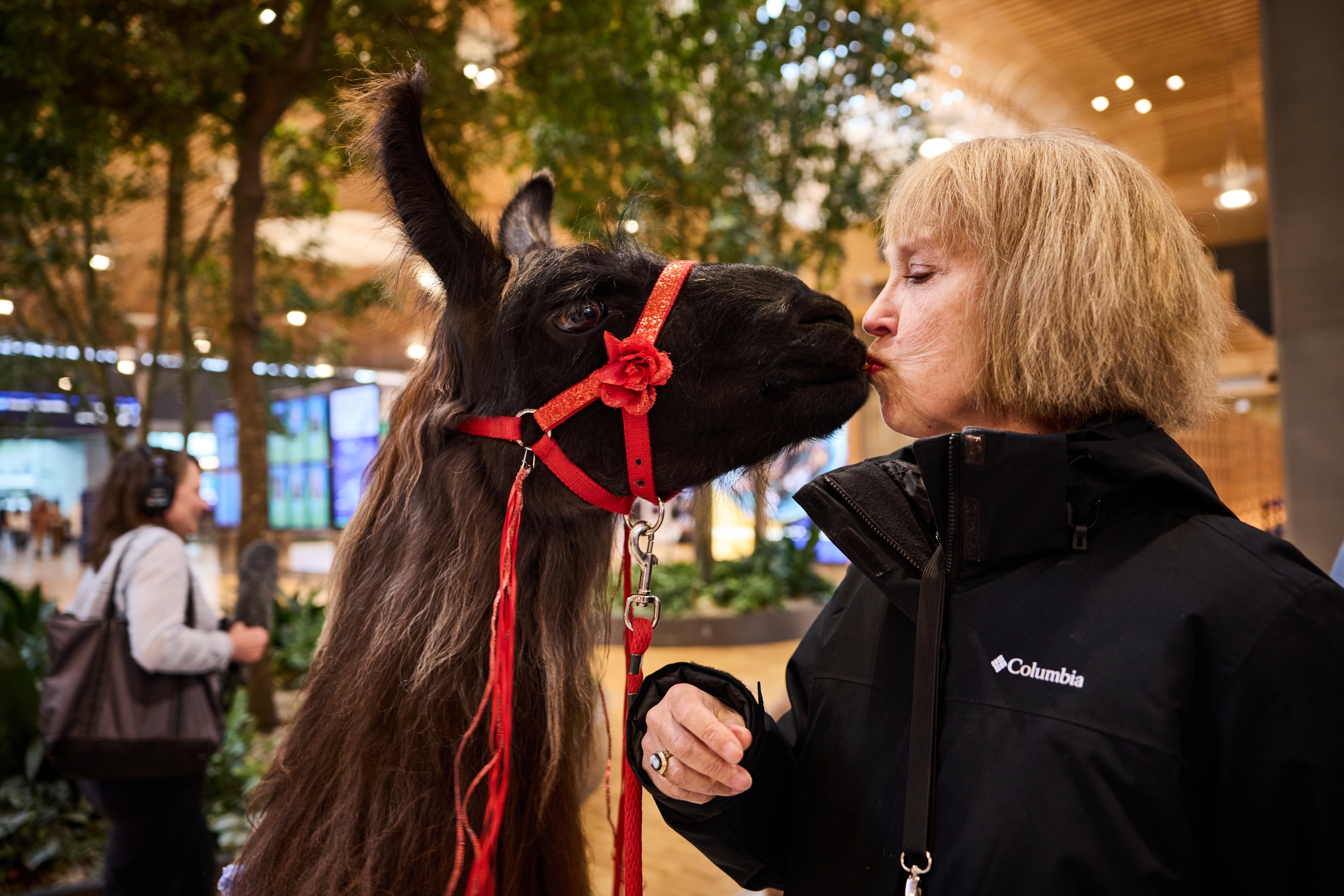 A therapy llama and alpaca spread joy and ease anxiety at the